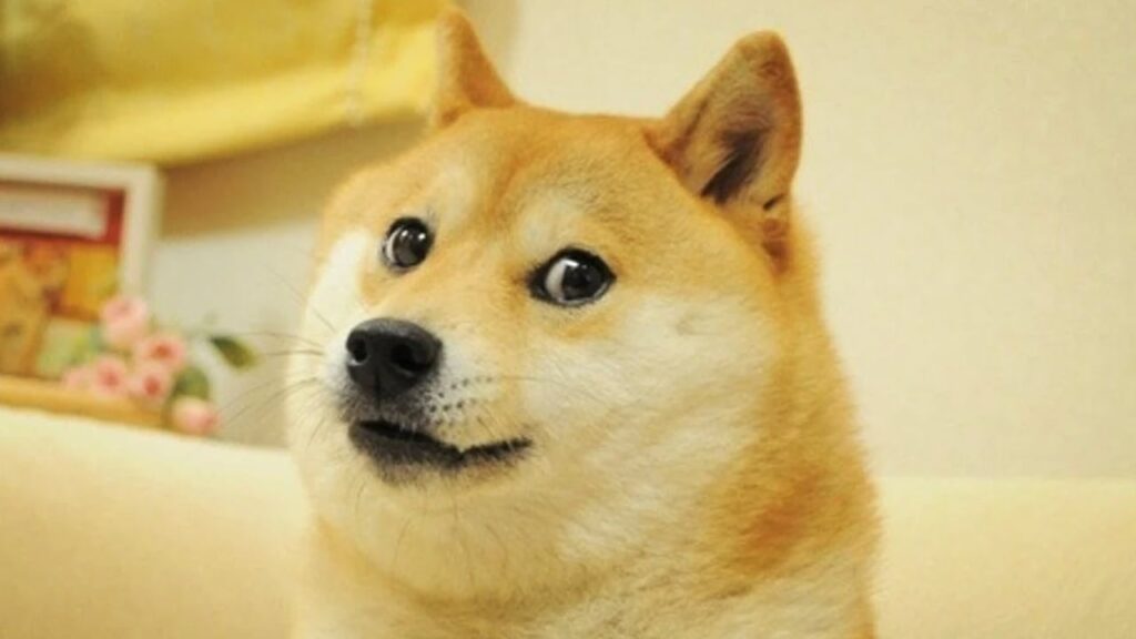 twitter-changes-bird-logo-to-picture-of-doge,-dogecoin-price-surges-23%-after-the-change