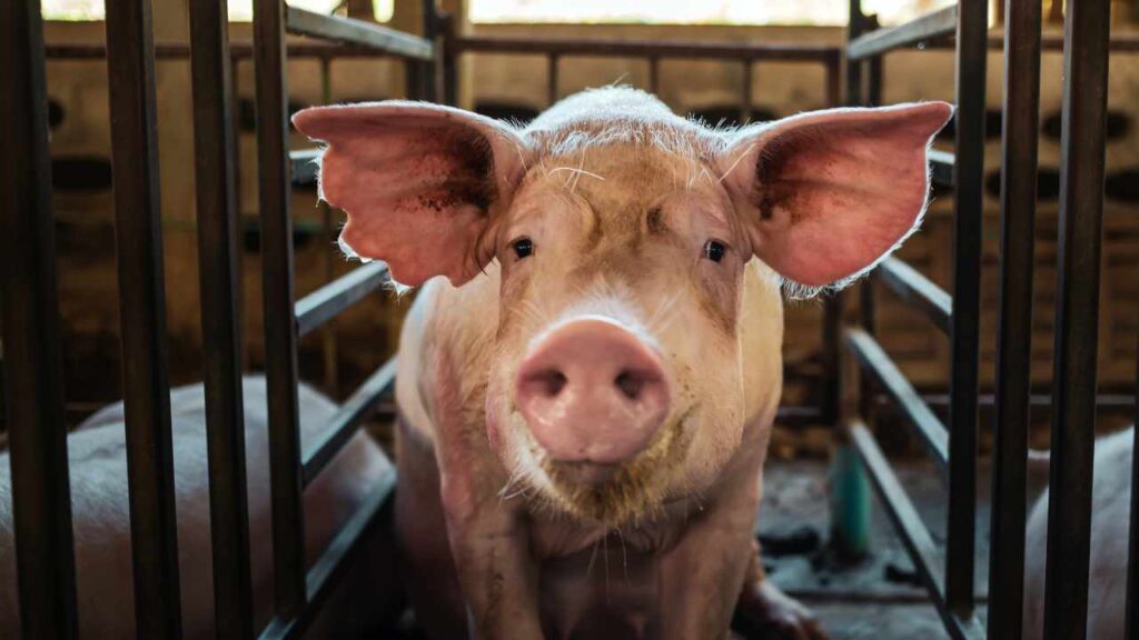 fbi-seizes-$2.5m-in-crypto-from-thailand-based-pig-butchering-scam-targeting-americans